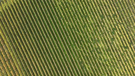 toma aérea de drones de arriba hacia abajo de los viñedos en italia en otoño