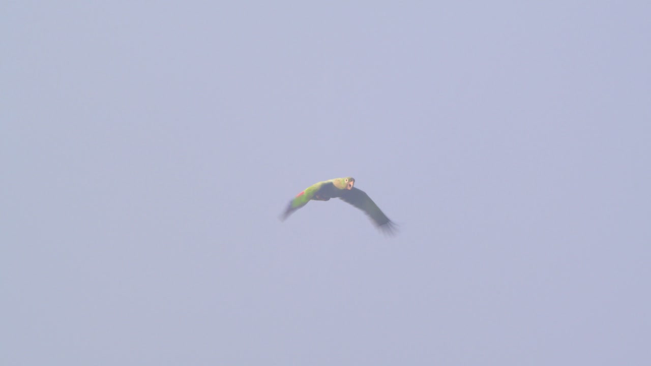 Aerial view of two Mealy Parrots flying together above Peru’s vast, green Amazonian forest.