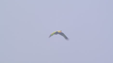 aerial view of two mealy parrots flying together above peru’s vast, green amazonian forest.