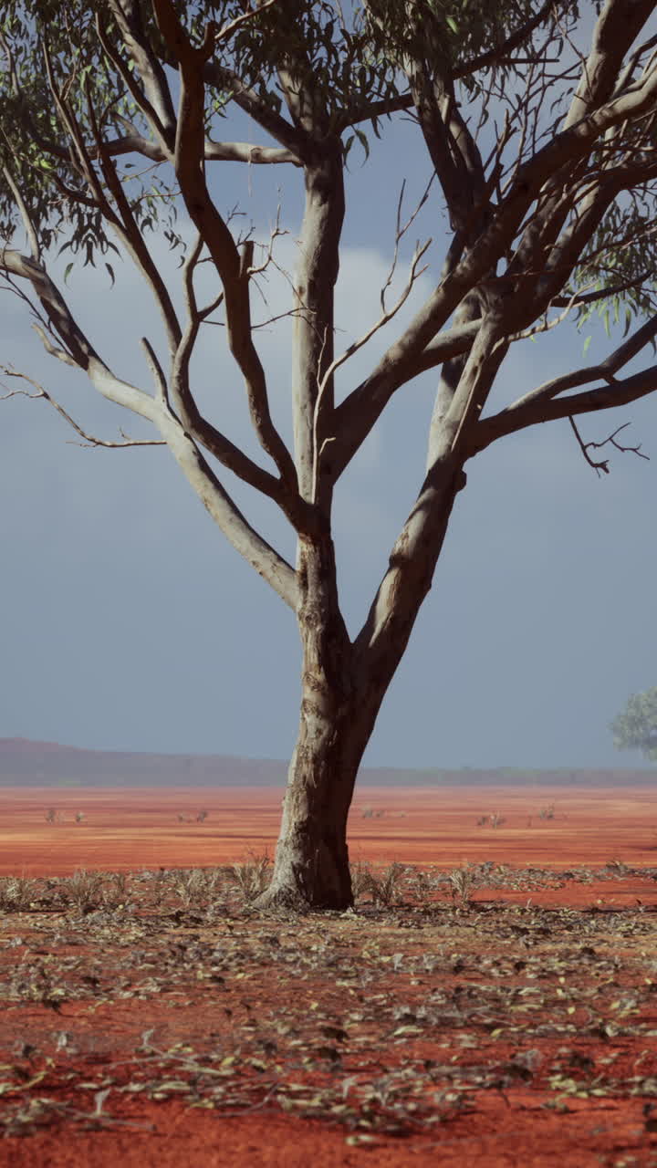 은 사막 풍경 에 있는 외로운 나무
