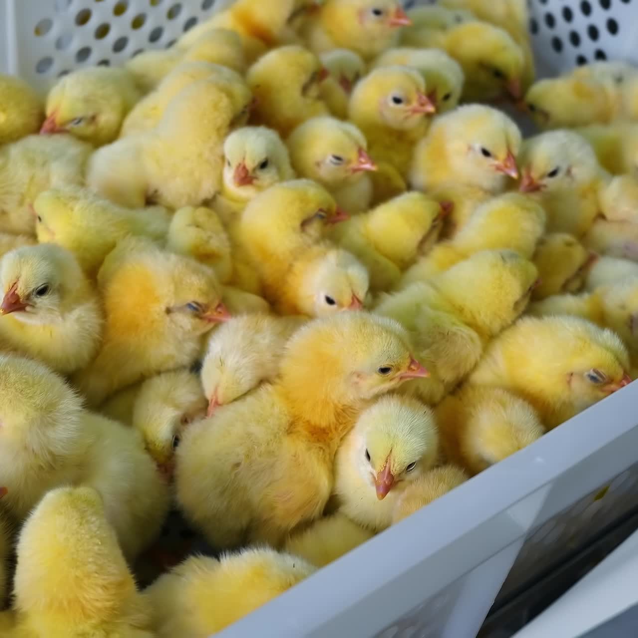 Little chicks in boxes on poultry farm. Cute yellow chickens in plastic containers. Chicken factory concept. Cropped view