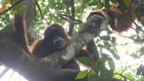 Slow-motion-shot-of-wild-female-orangutan-and-baby-looking-down-from-tree-in-Bukit-Lawang,-Sumatra,-Indonesia