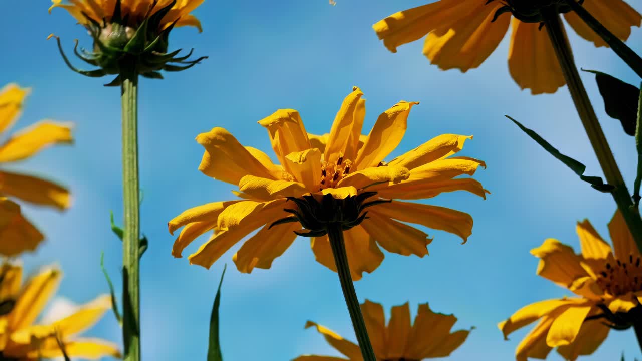 Fiori gialli con messa a fuoco selettiva contro un cielo azzurro brillante