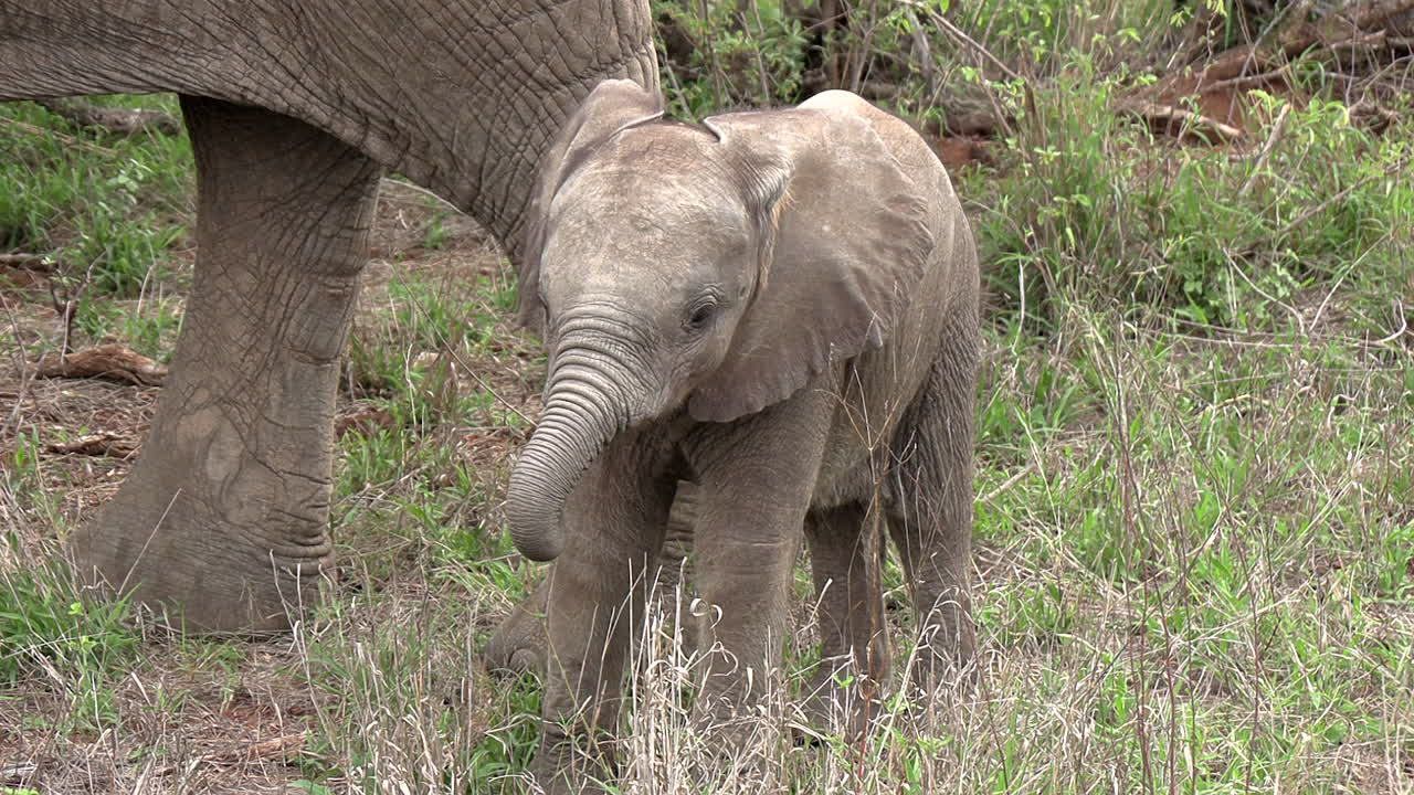 un elefante bebé está a los pies de su madre mientras come hierba en el parque nacional kruger en áfrica.