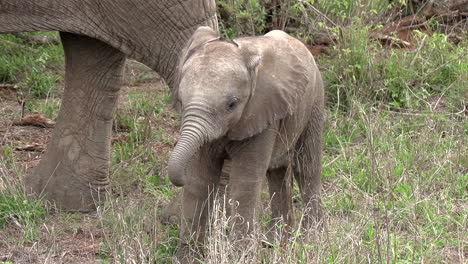 a baby elephant stands at its mother's feet while eating grass at the greater kruger national park in africa