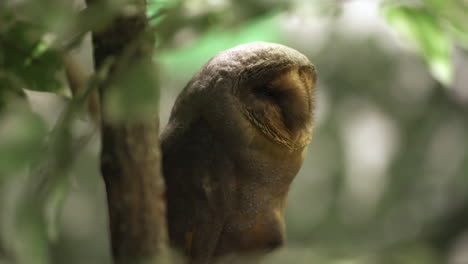 Close-up-of-a-sleeping-Barn-owl