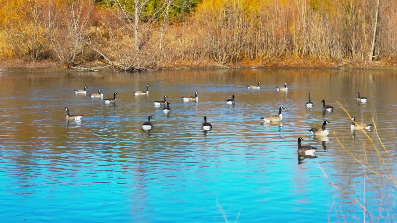 toma de cardán de gansos canadienses nadando en el lago en un día soleado