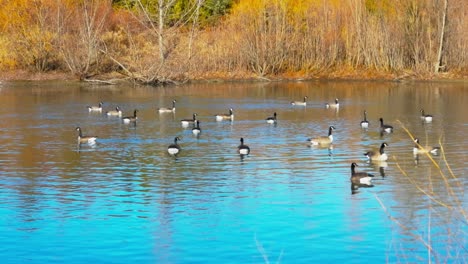 Toma-De-Cardán-De-Gansos-Canadienses-Nadando-En-El-Lago-En-Un-Día-Soleado