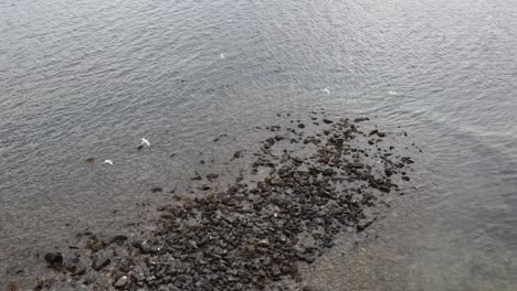 Drone footage captures a flock of gulls lifting off from a rocky shoreline, flying over calm, reflective water under diffuse daylight with smooth camera movement