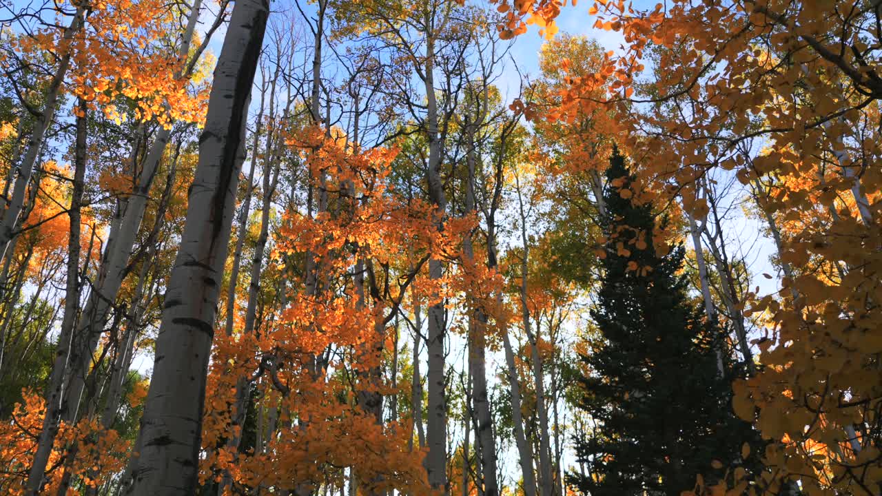 Musim gugur, pepohonan aspen kuning keemasan yang cerah berguguran di hutan, hutan kayu, drone udara, Colorado, Pegunungan Rocky, Kebler Pass, Crested Butte, Telluride, Aspen Snowmass, Breckenridge, Vail, geser mundur ke bawah