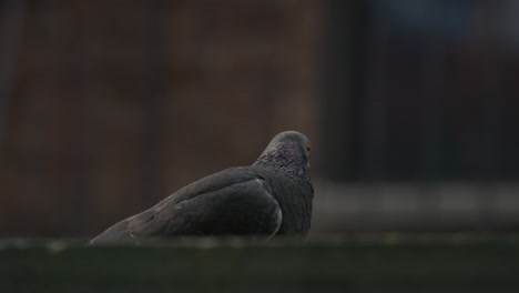 lone new york pigeon cleaning its feathers with bokeh background