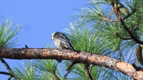 Close-up-of-a-young-Mississippi-Kite-from-the-back-and-side-while-it-yells-for-it's-parents