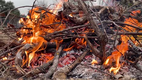 close-up of a bonfire in the field made with oak wood and vines, we see that a large amount of red embers remain, there are the flames of the fire that transmit tranquility, the filming is slow motion