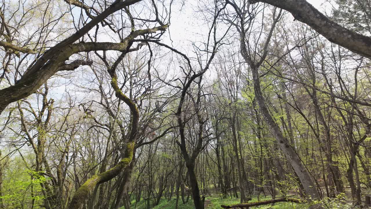 Pan down from bare tree branches reveals deserted woodland track