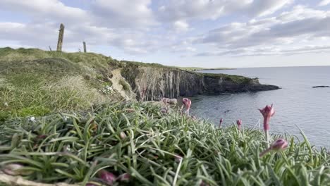 wild flowers in close up on and lowe angle a rugged coastline