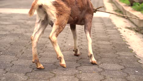 Goat-sitting-in-street.-Goat-in-latin-street