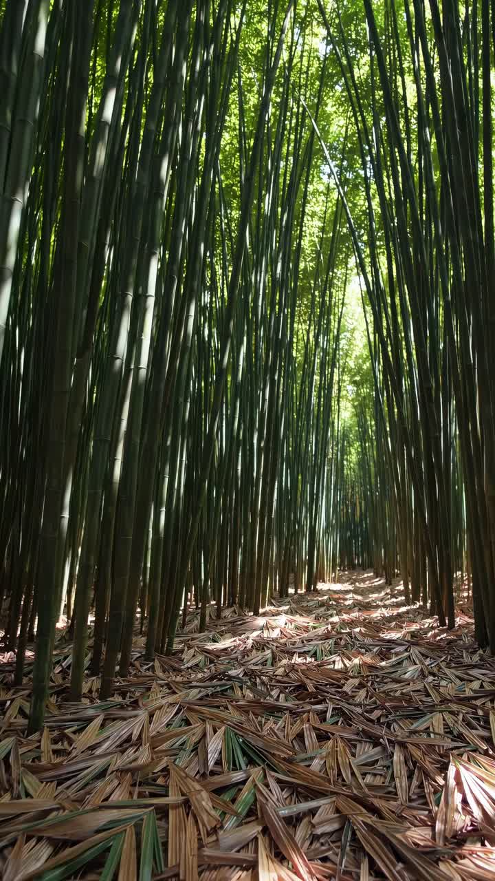 Una serena foresta di bambù ripresa dal basso, che crea un effetto tunnel.