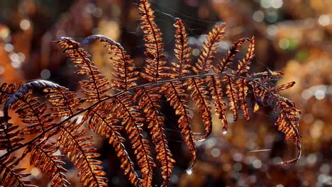 backlit bracken fronds in winter. england. uk