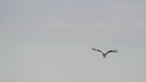 chimango caracara (milvago chimango) flying, flapping wings in sky on gloomy day