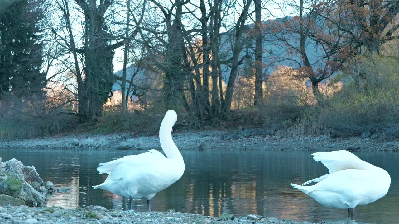 dos hermosos cisnes se asean a la orilla de un lago en una mañana de invierno en suiza.