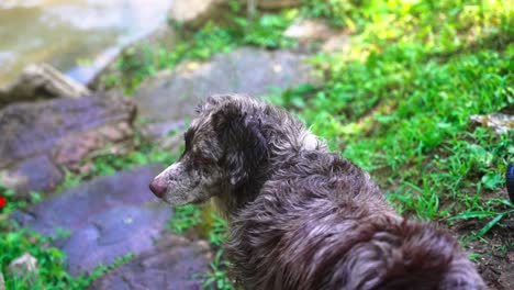 Australian-Shepard-swimming-in-Eleven-Point-River,-Thomasville-Missouri-tight