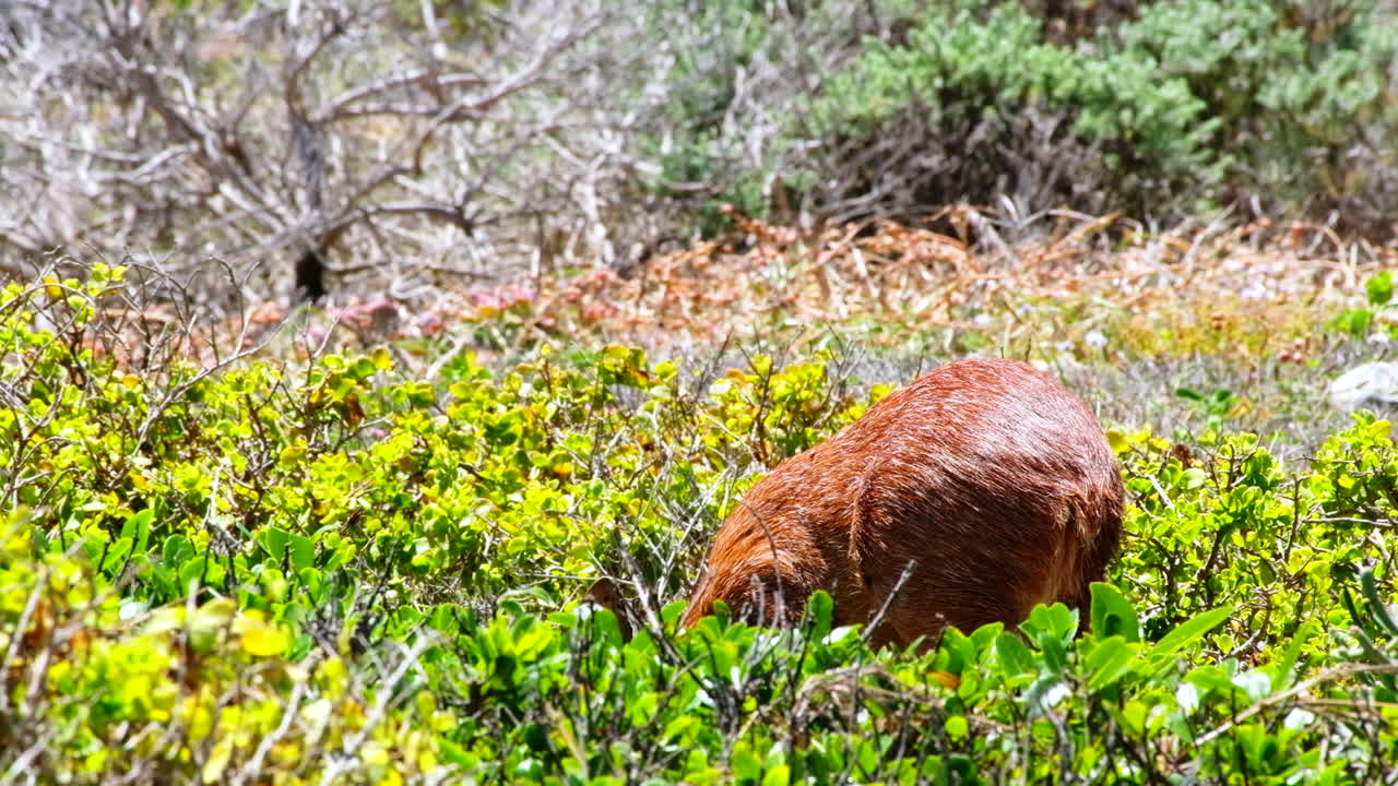 cape grysbok raphicerus melanotis pastando en el matorral del fynbos costero