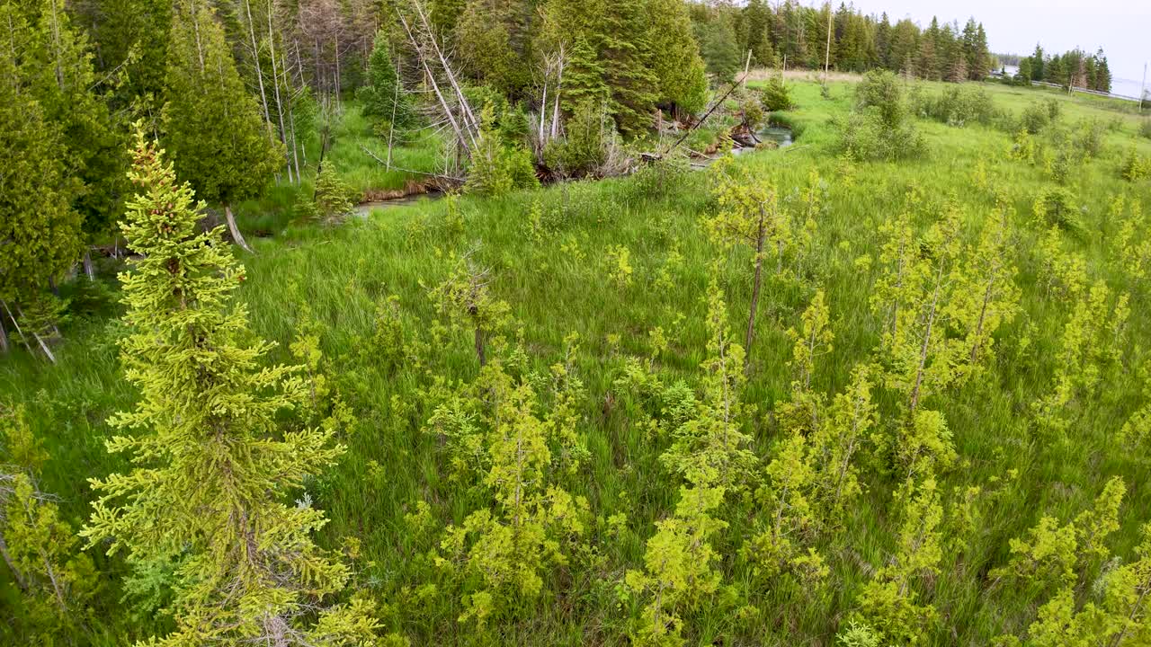 Aerial drone view of dense green forest with vibrant undergrowth and tall trees