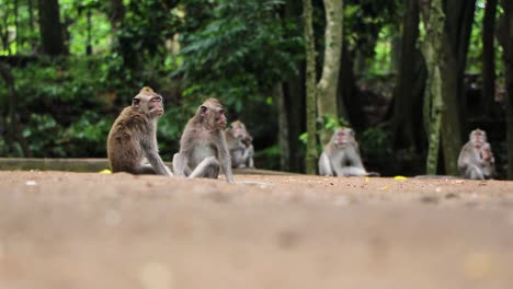 group of monkeys leisurely relaxing in the forest minding their own business while looking around with two adult monkey on focus and others in blurry background