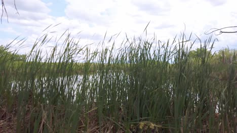 Pan-Truck-shot-across-reeds-on-the-shores-of-Lake-Mary-at-the-Rocky-Mountain-Armory-in-Denver-Colorado