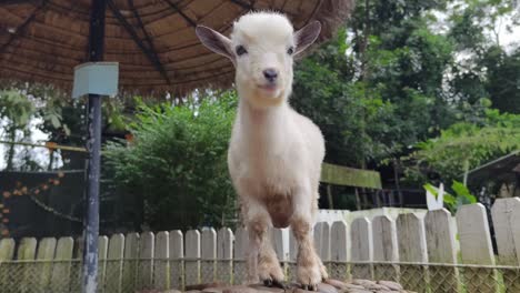 baby goat in a zoo