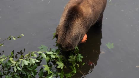 brown bear chewing a branch. alaska