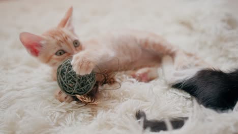 orange kitten playing with a ball