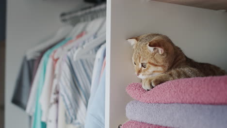 the ginger cat lies on towels in the dressing room. tenderness and freshness concept