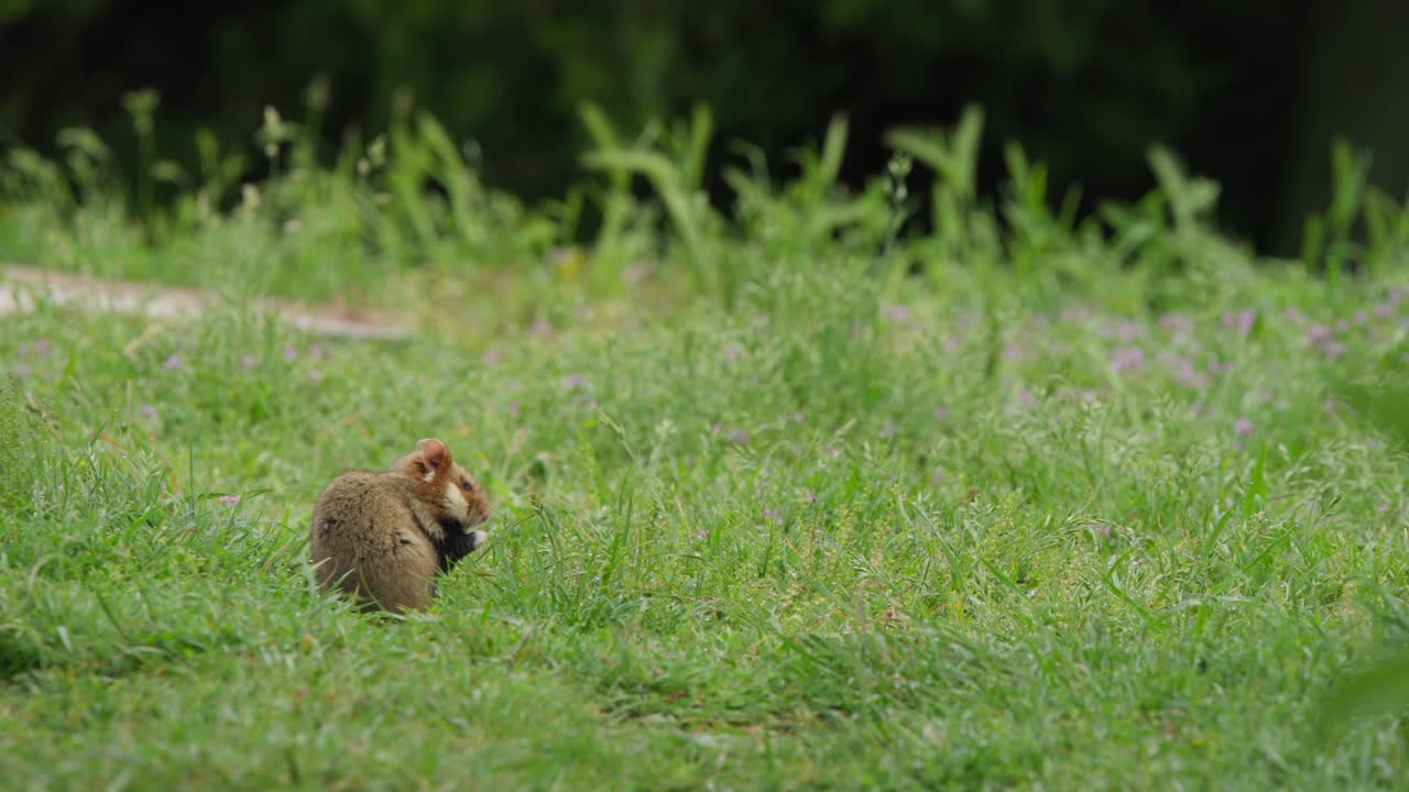 Hamster grooms itself on hind legs in long grass near footpath
