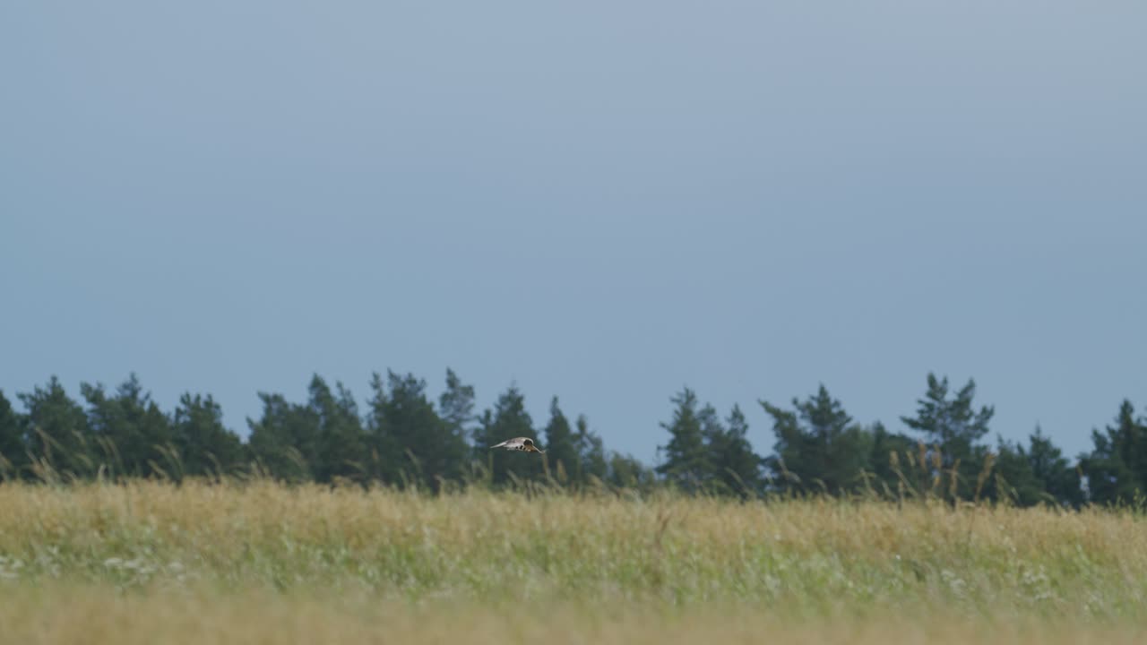 들판과 덤불 위로 날아가는 습지 해리어 사냥기도