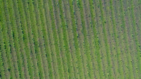 Vista-Aérea-Giratoria-De-Pájaro-Que-Transmite-Artísticamente-Un-Viñedo-En-El-Valle-De-Napa