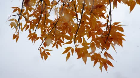 Snowfall-in-October-in-Boulder,-CO,-USA