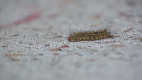 worm crawling on concrete detail shot