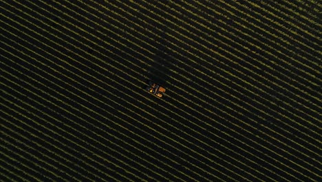 over-head-shot-of-vineyard-vehicle-deploying-its-vine-trimmers