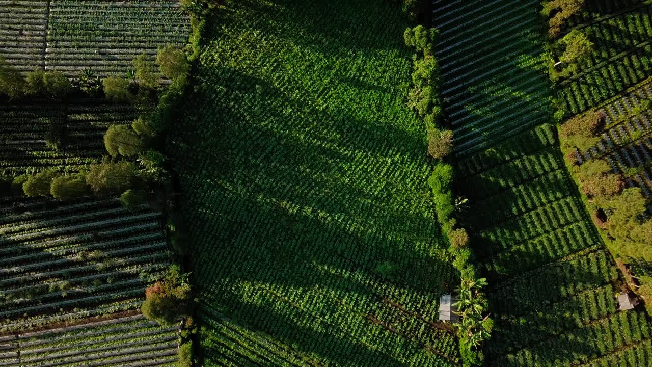 중부 자바의 담배 농장