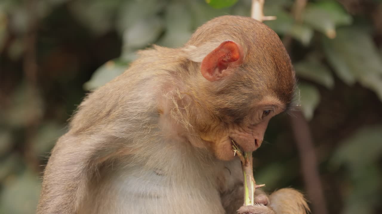los macacos constituyen un género (macaca) de monos gregarios. los macacos se encuentran en una variedad de hábitats en todo el continente asiático y son altamente adaptables.