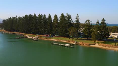 pine trees park at the lakeshore of illawarra lake in new south wales, australia