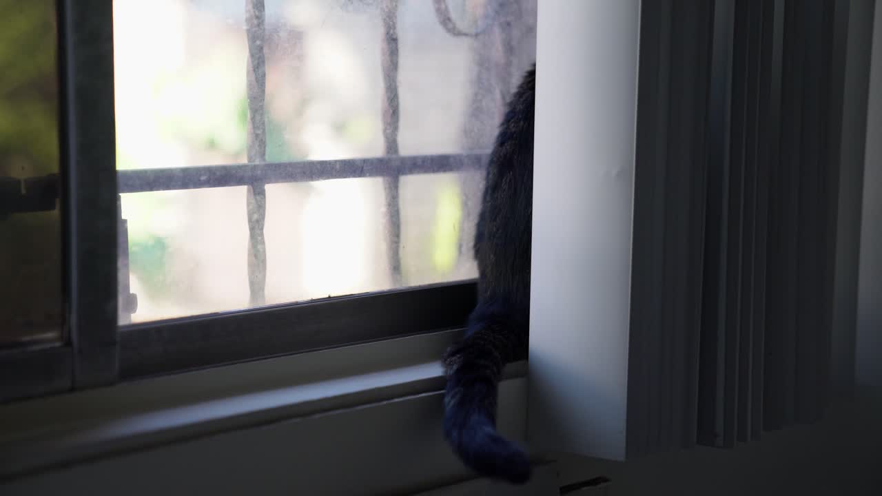 A small cat sits on a window sill, back towards us, observing the outside world while wagging and twitching her tail.  4k 23.98 fps.