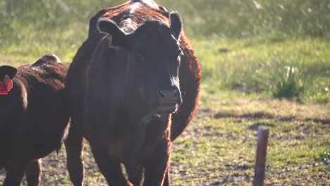 Cows-roam-on-green-pasture