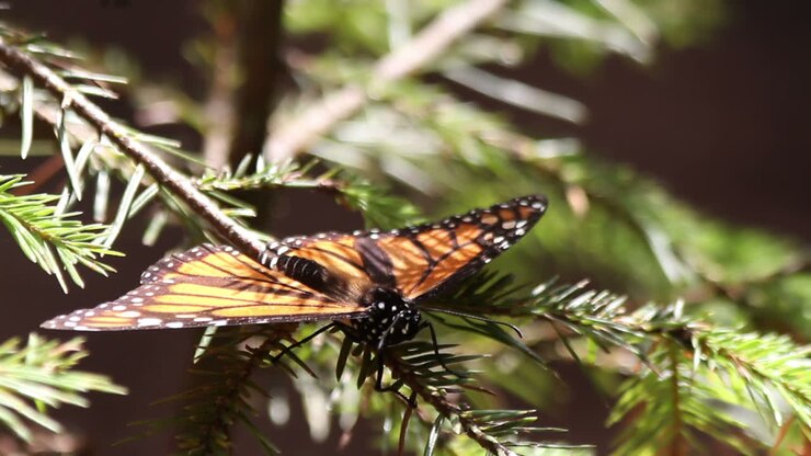 Mariposa 56