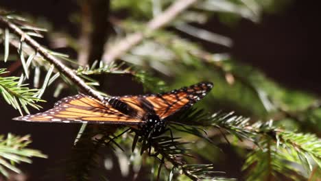 mariposa 56
