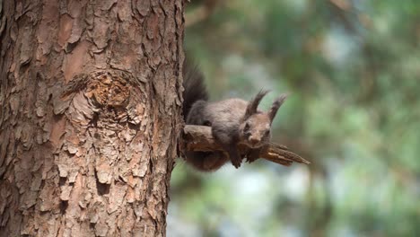 Schönes-Eurasisches-Graues-Eichhörnchen,-Das-Unter-Der-Sonne-Auf-Einem-Faulen-Zweigknoten-Der-Kiefer-Ruht-Und-In-Die-Kamera-Blickt