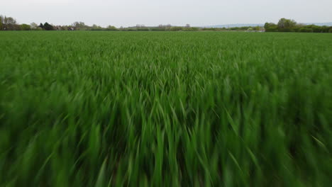 flying through a grass field
