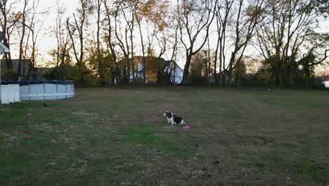 slow motion clip of playful pitbull puppy plays with toy around old basset hound