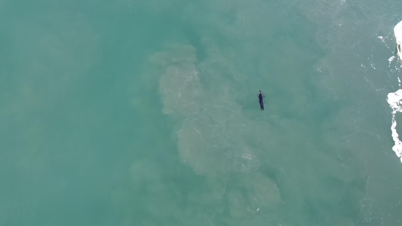 Una vista aerea cattura una foca serena che nuota con grazia sulla superficie delle acque color smeraldo della rinomata Laguna Glaciale di Jökulsárlón in Islanda